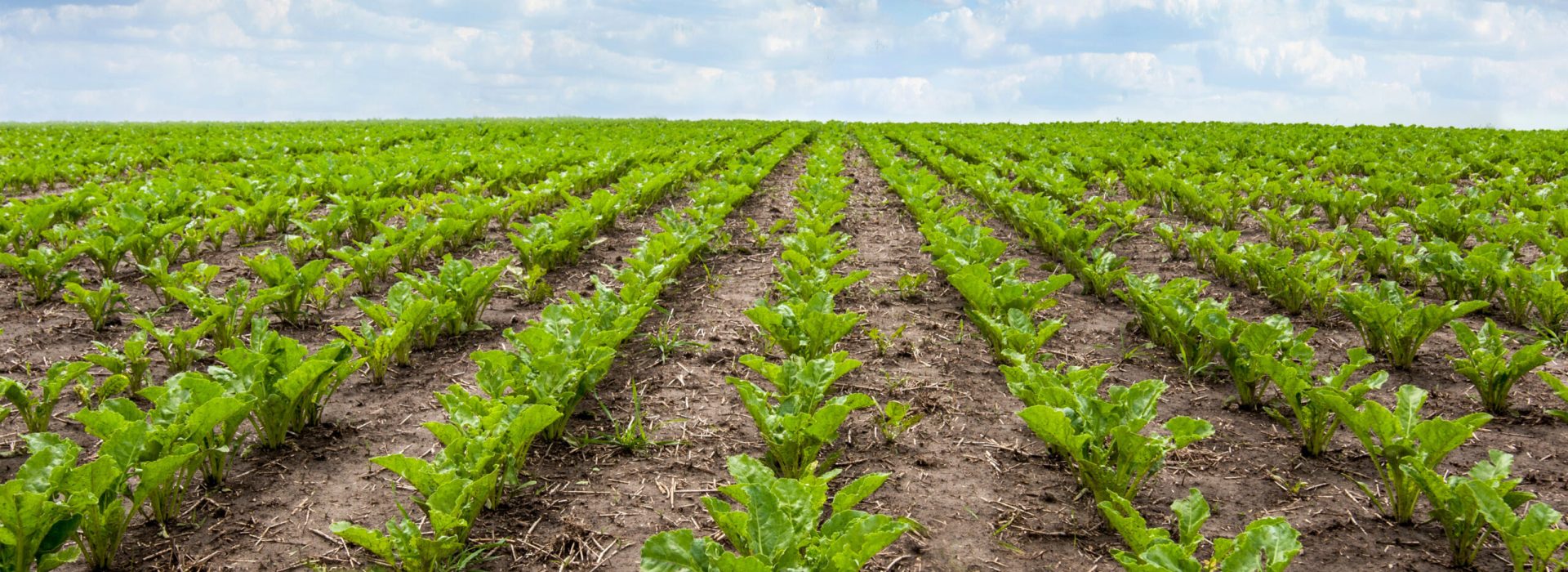 Sugar beets are young. Sugar beet field. Sugar beet rows and cloudly sky