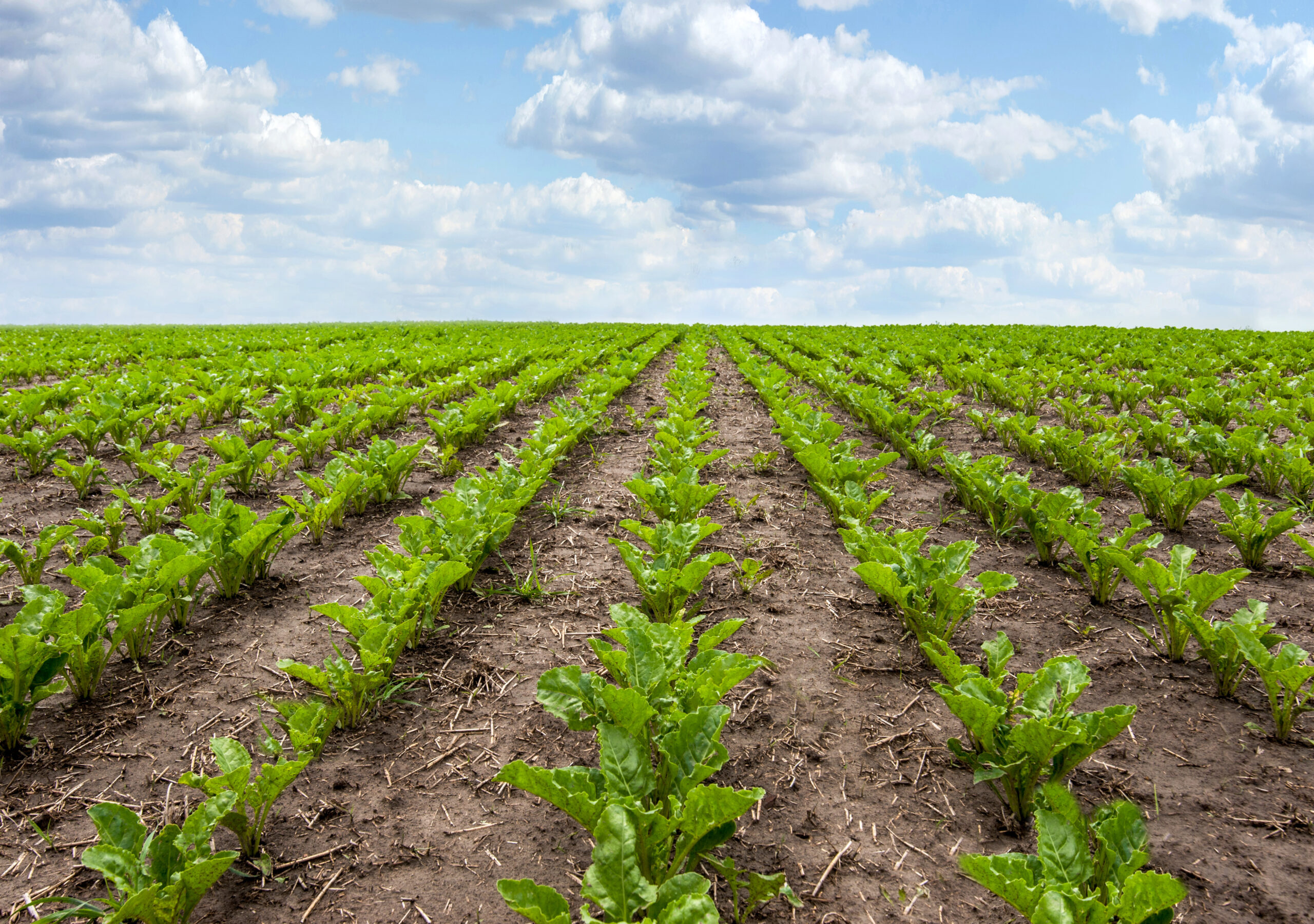 Sugar beets are young. Sugar beet field. Sugar beet rows and cloudy sky