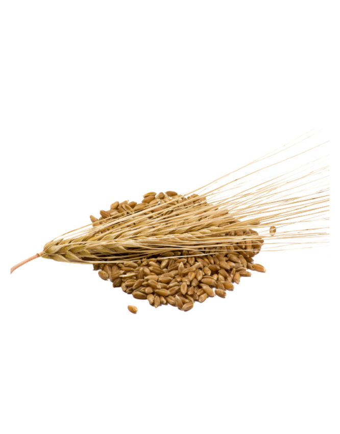 BARLEY