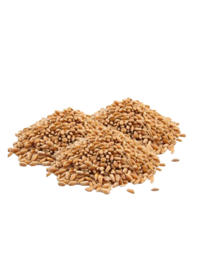 HARD WHEAT